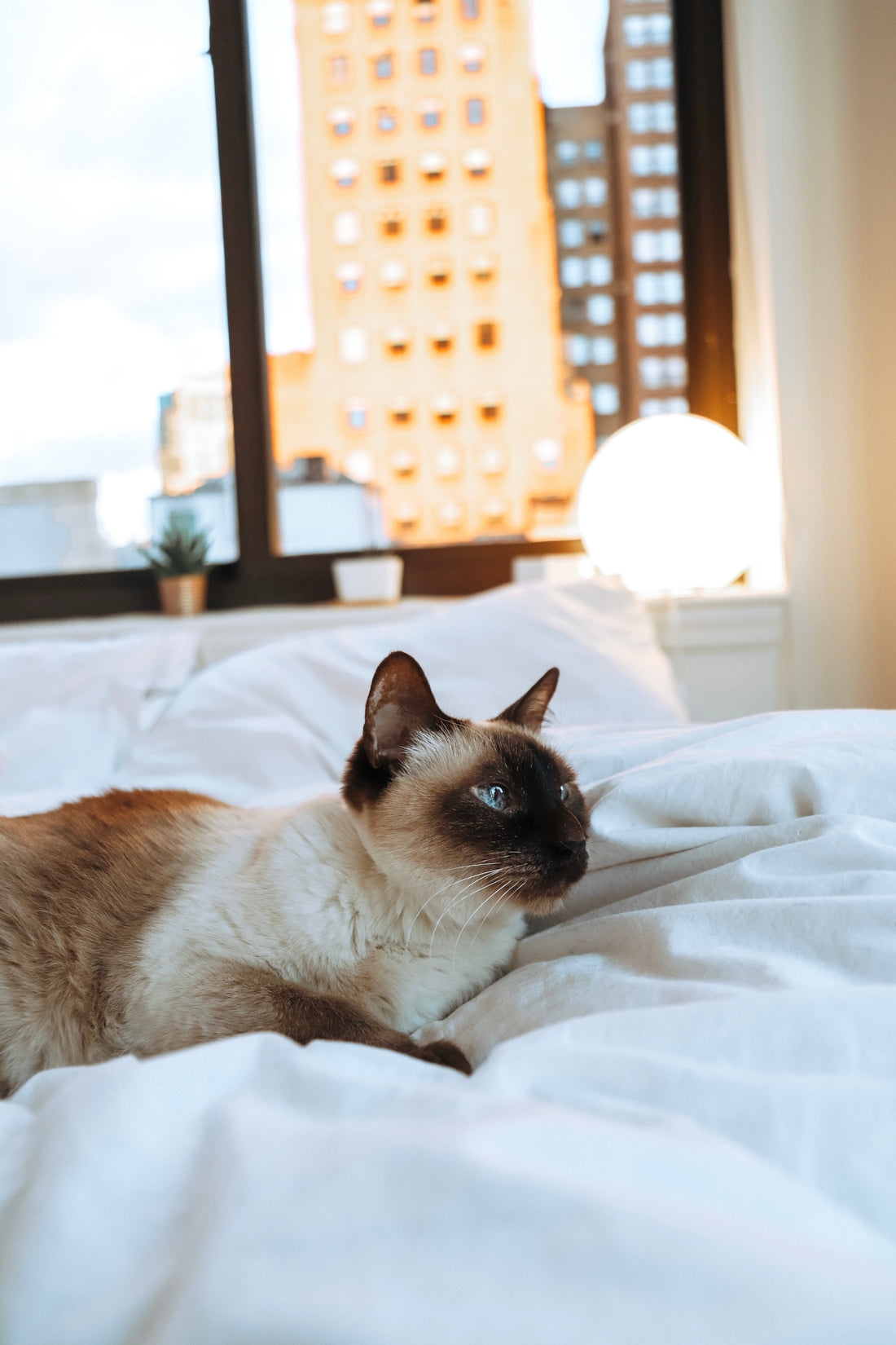 3 Segnali che il Tuo Cucciolo Ha Bisogno di una Cuccia Più Sicura