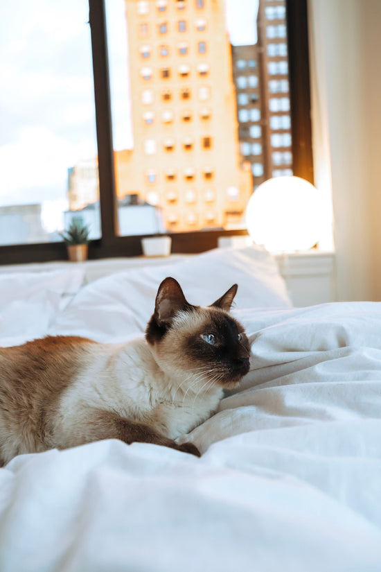 3 Segnali che il Tuo Cucciolo Ha Bisogno di una Cuccia Più Sicura