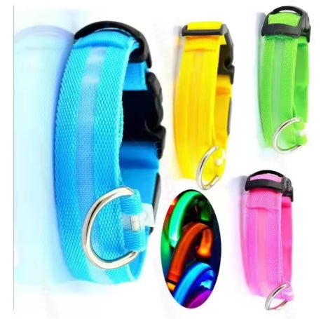 Collare Neon per il tuo cane. Sicurezza che si vede anche al buio.