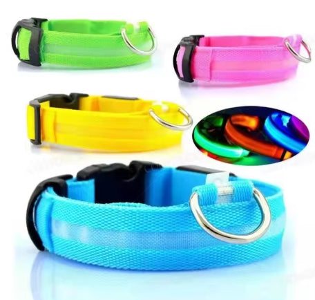 Collare Neon per il tuo cane. Sicurezza che si vede anche al buio.
