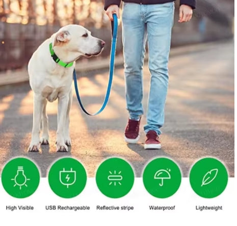 Collare Neon per il tuo cane. Sicurezza che si vede anche al buio.